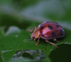 Henosepilachna enneasticta