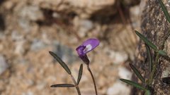 Astragalus nuttallianus cedrosensis