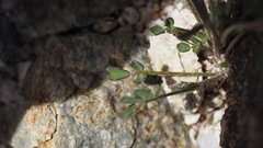 Astragalus nuttallianus cedrosensis