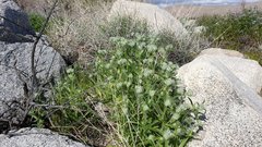 Cryptantha barbigera barbigera
