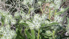 Cryptantha barbigera barbigera