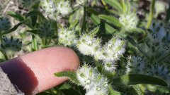 Cryptantha barbigera barbigera