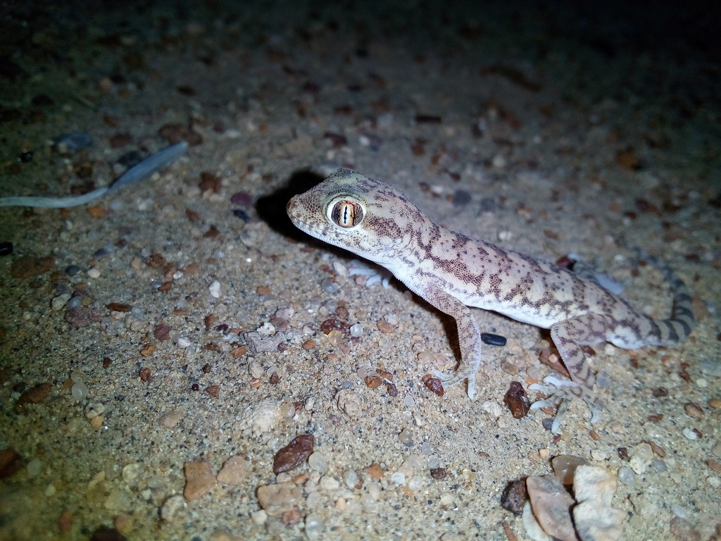 Eastern Fringe-toed Gecko