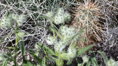 Cryptantha barbigera barbigera