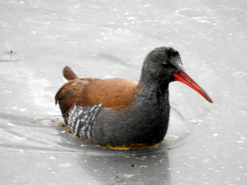African Rail