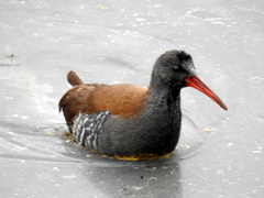 African Rail photo 5