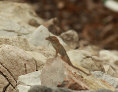 Anolis cybotes
