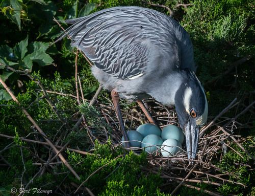 Yellow-crowned Night Heron photographed in New Jersey