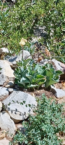 Image of Veltheimia capensis by (c) Danie Palm, some rights reserved (CC BY)