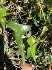 Smilax aspera