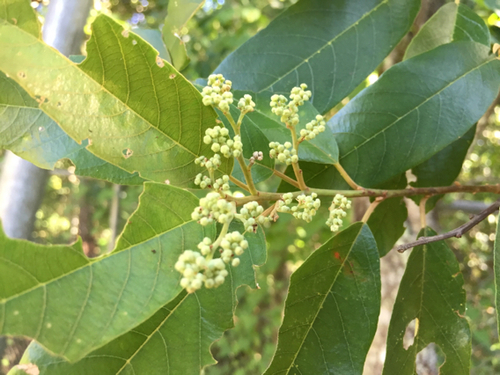Alphitonia excelsa