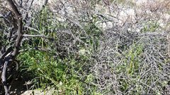 Cryptantha nevadensis