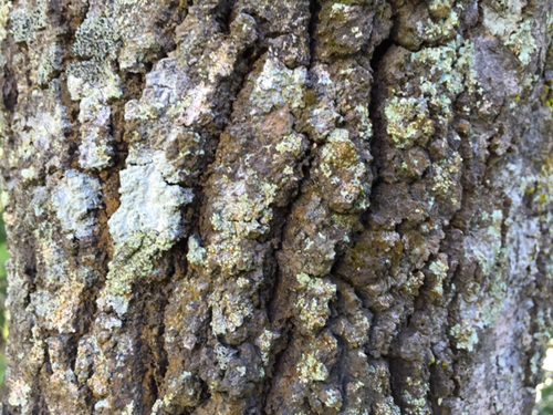 Alphitonia excelsa
