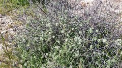 Cryptantha nevadensis