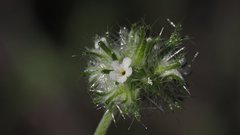 Cryptantha nevadensis