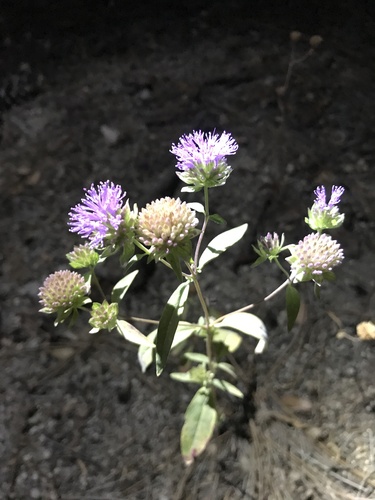 iNaturalist observation photo of Brewer's Monardella