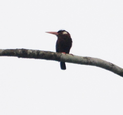 Galbalcyrhynchus leucotis