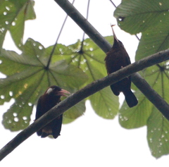 Galbalcyrhynchus leucotis