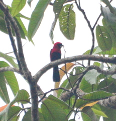 Ramphocelus nigrogularis