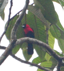 Ramphocelus nigrogularis