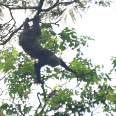 Choloepus didactylus