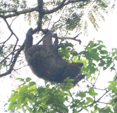 Choloepus didactylus