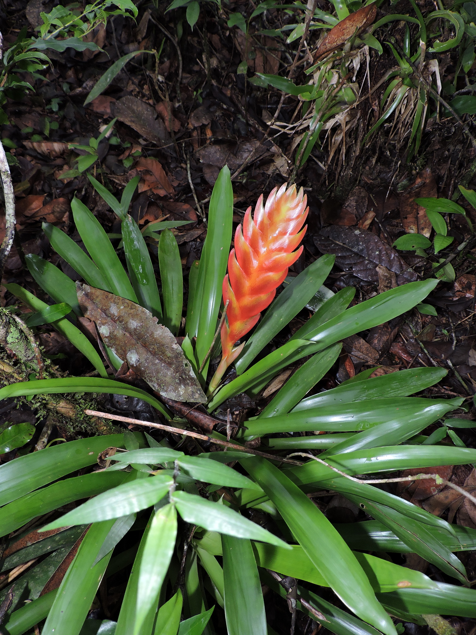 Vriesea incurvata