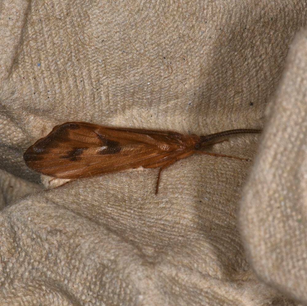 Pycnopsyche limbata