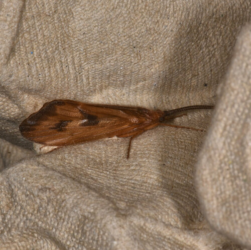 Pycnopsyche limbata