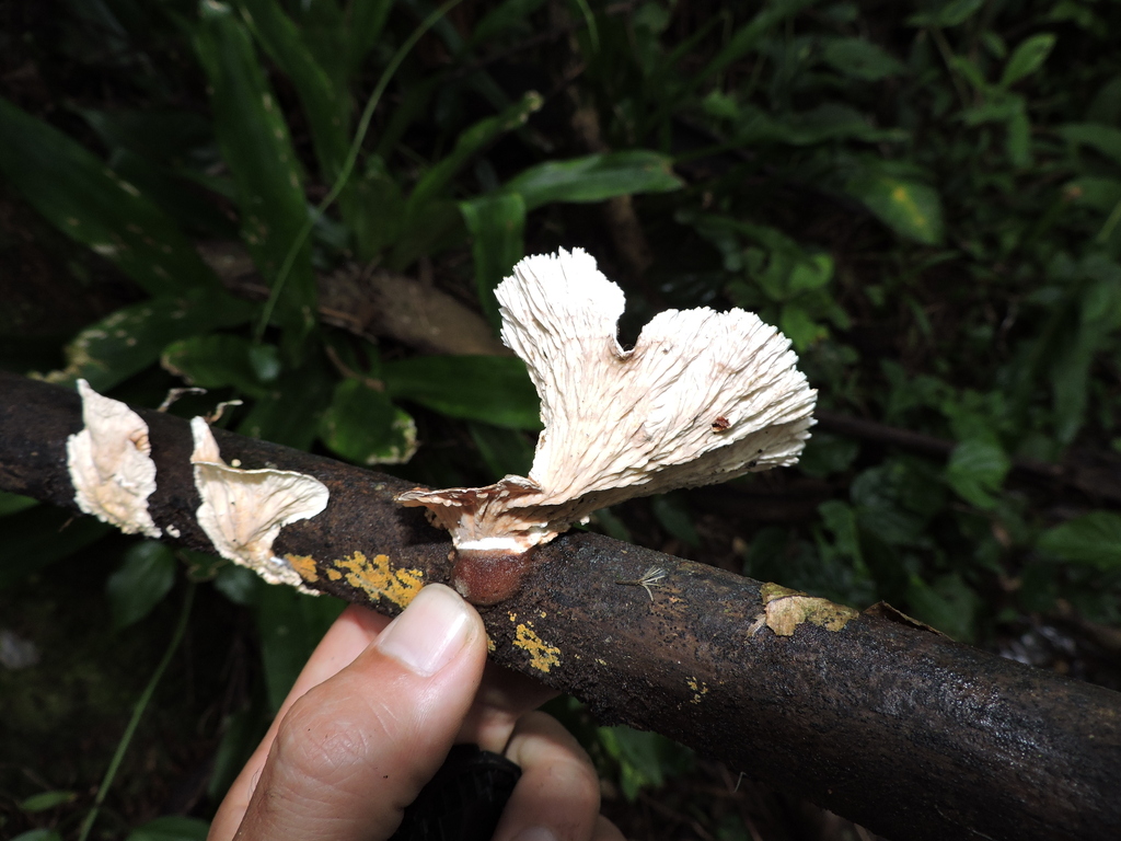 Cymatoderma dendriticum · October 2023 · photo: © bariza (iNaturalist, cc-by)