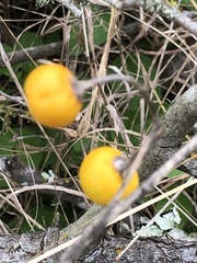 Solanum elaeagnifolium