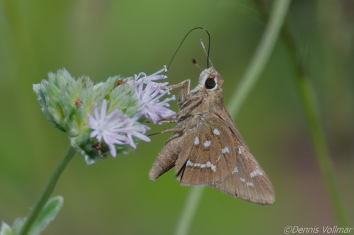Loammi Skipper photo 3