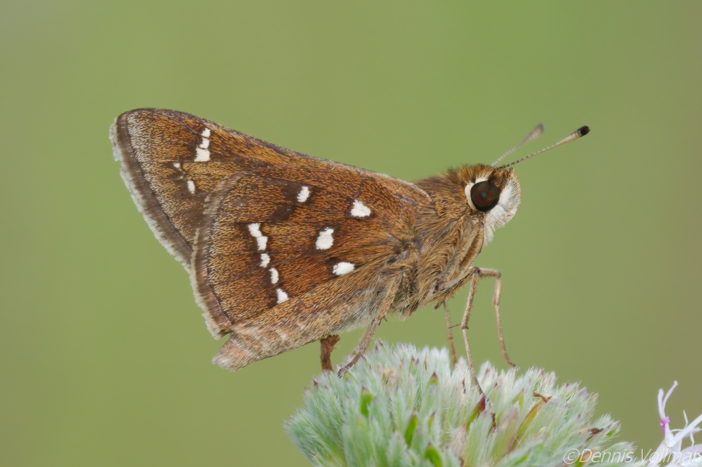 Loammi Skipper