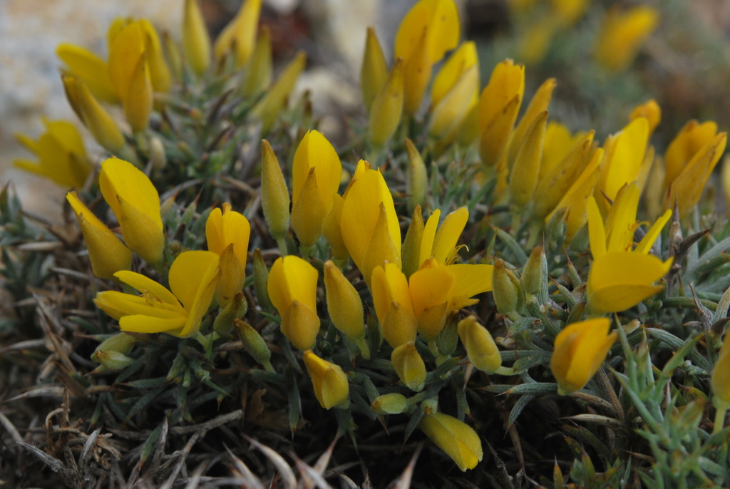 Ulex erinaceus