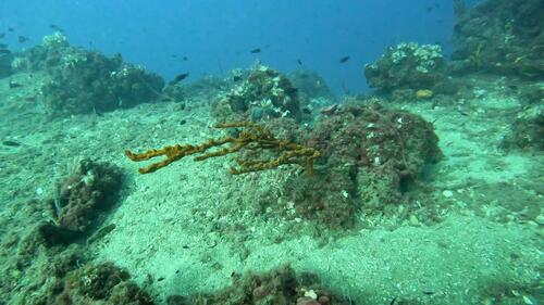 Orange Candlestick Sponge