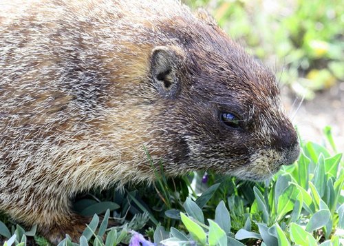 Yellow-bellied Marmot