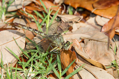 Arigomphus submedianus