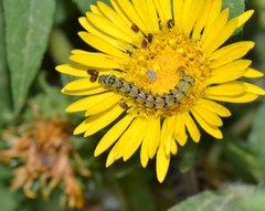 Heliothis