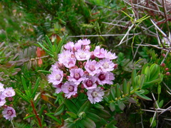 Verticordia plumosa