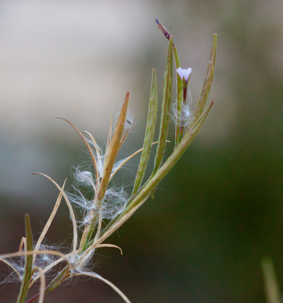 Something from Atascadero, CA 93422, USA on October 6, 2023 at 0530 AM