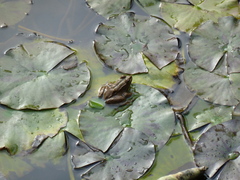 Pelophylax saharicus