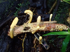 Beauveria locustiphila