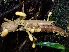Beauveria locustiphila