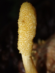 Beauveria locustiphila