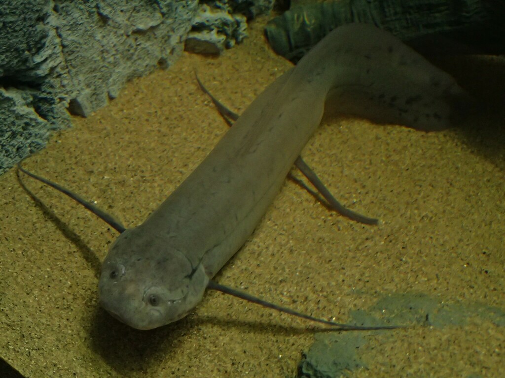 African and South American Lungfishes
