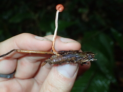 Paraisaria amazonica