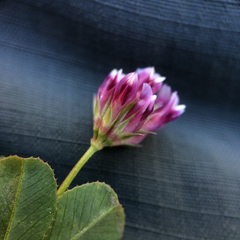 Trifolium gracilentum