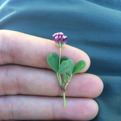 Trifolium gracilentum