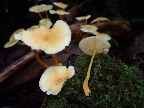 Tricholomopsis aurea