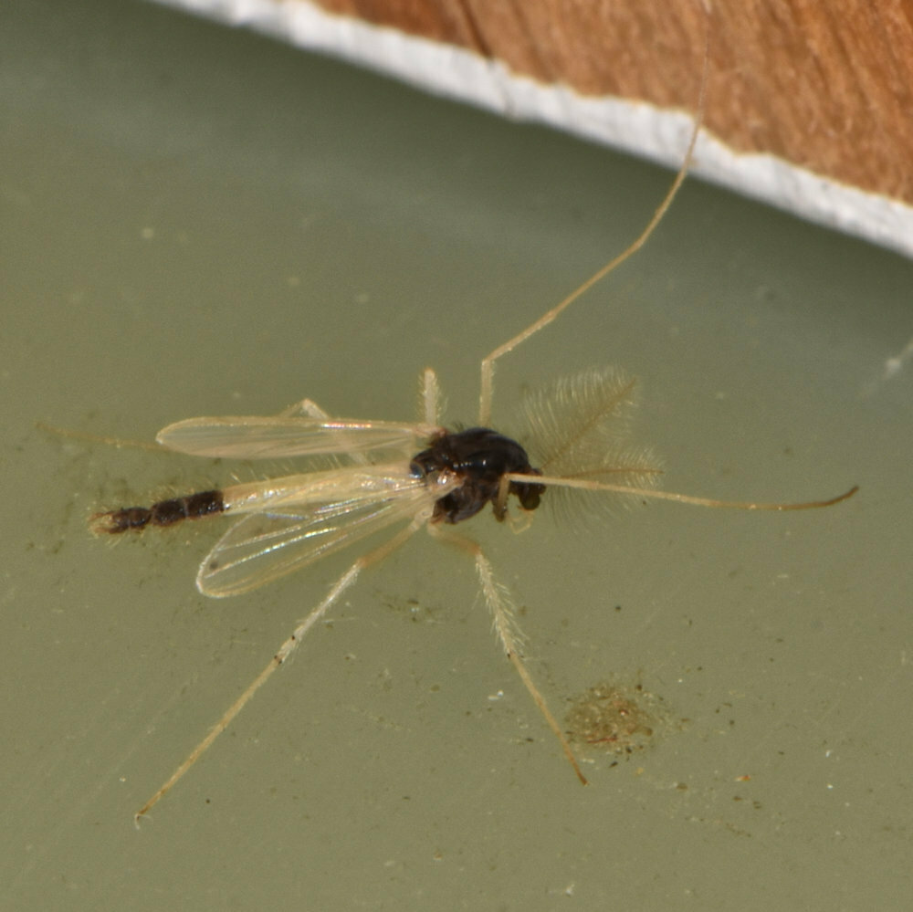 Polypedilum artifer